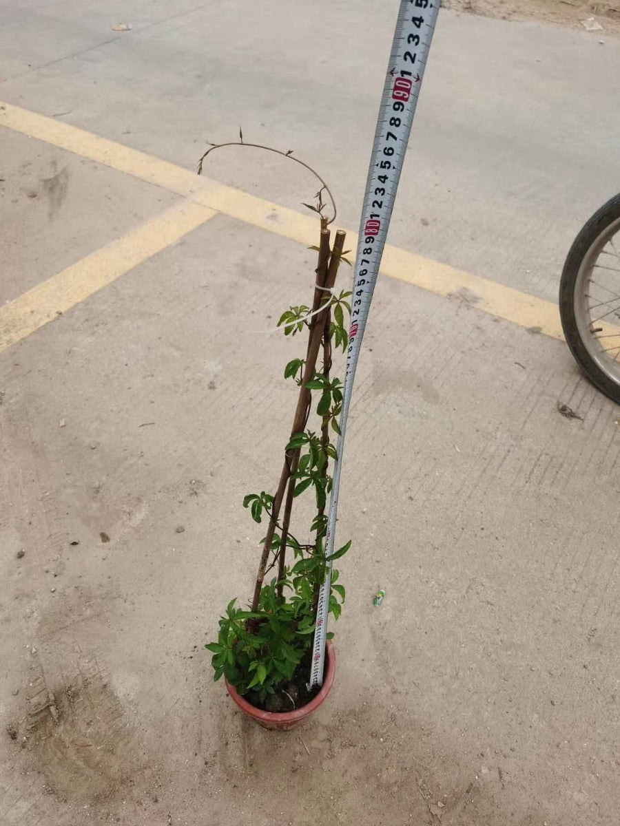 Ipomoea cairica
