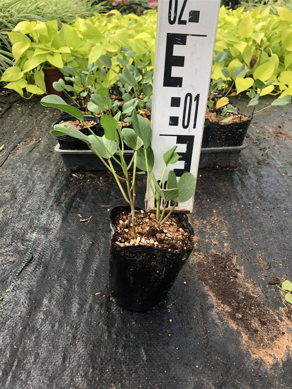Ipomoea pes