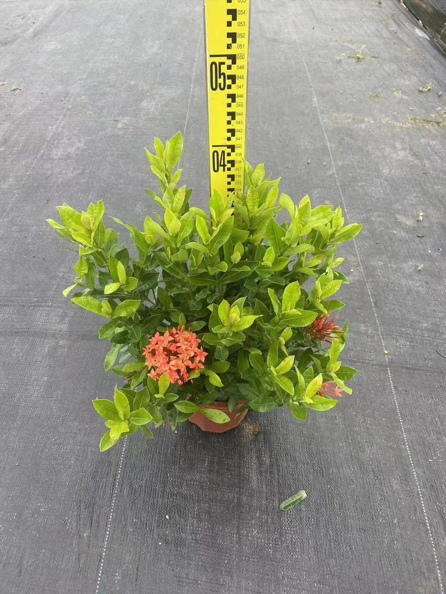 Ixora