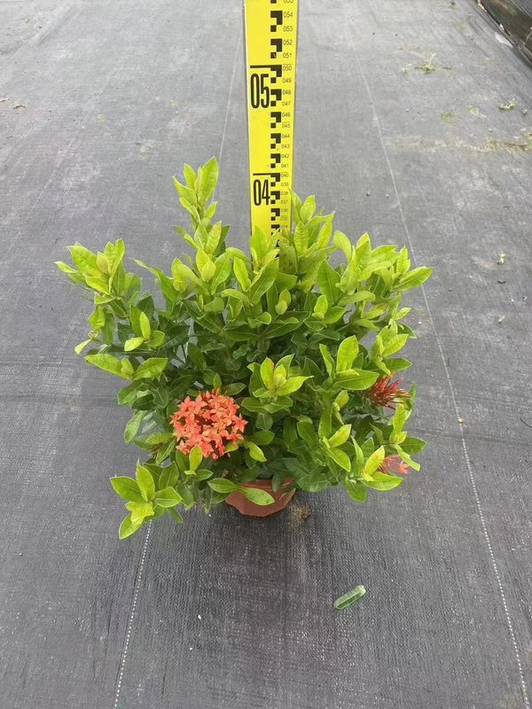 Ixora
