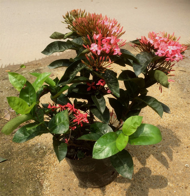 Ixora casei