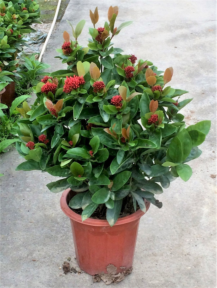 Ixora prince