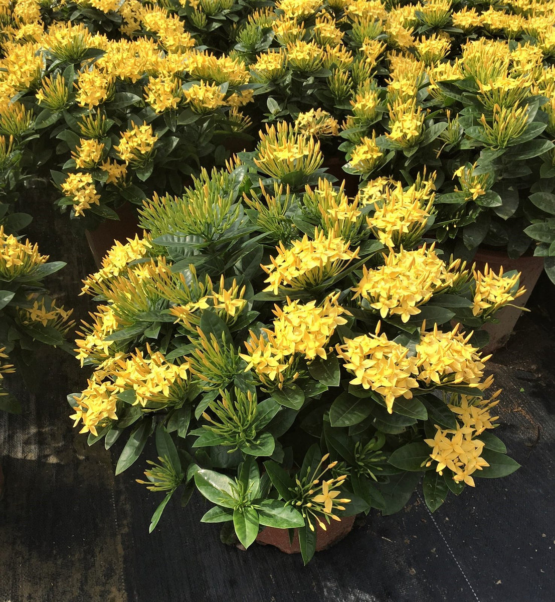 Ixora yellow