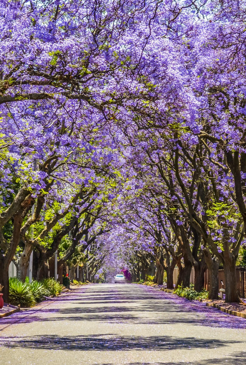 Jacaranda Tree - Jacaranda mimosifolia