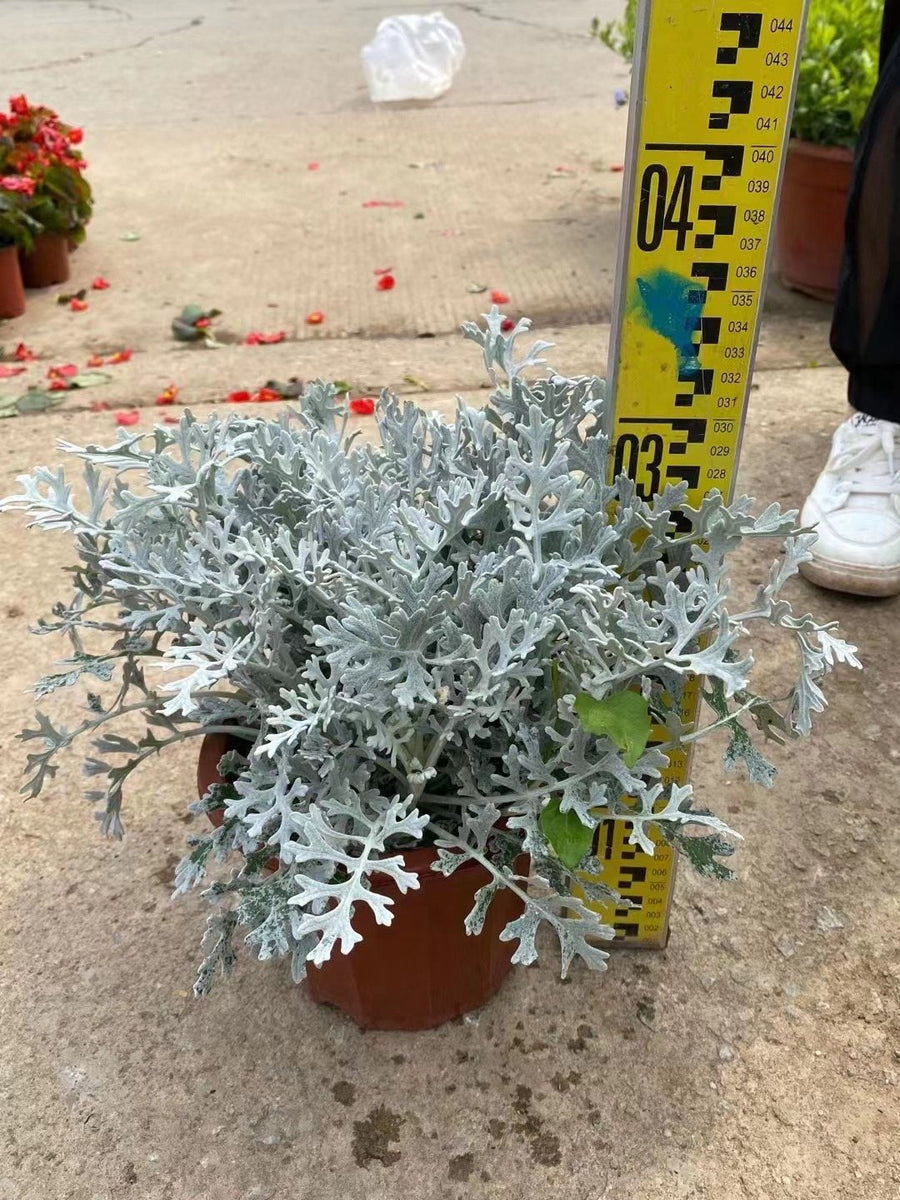 Jacobaea maritima