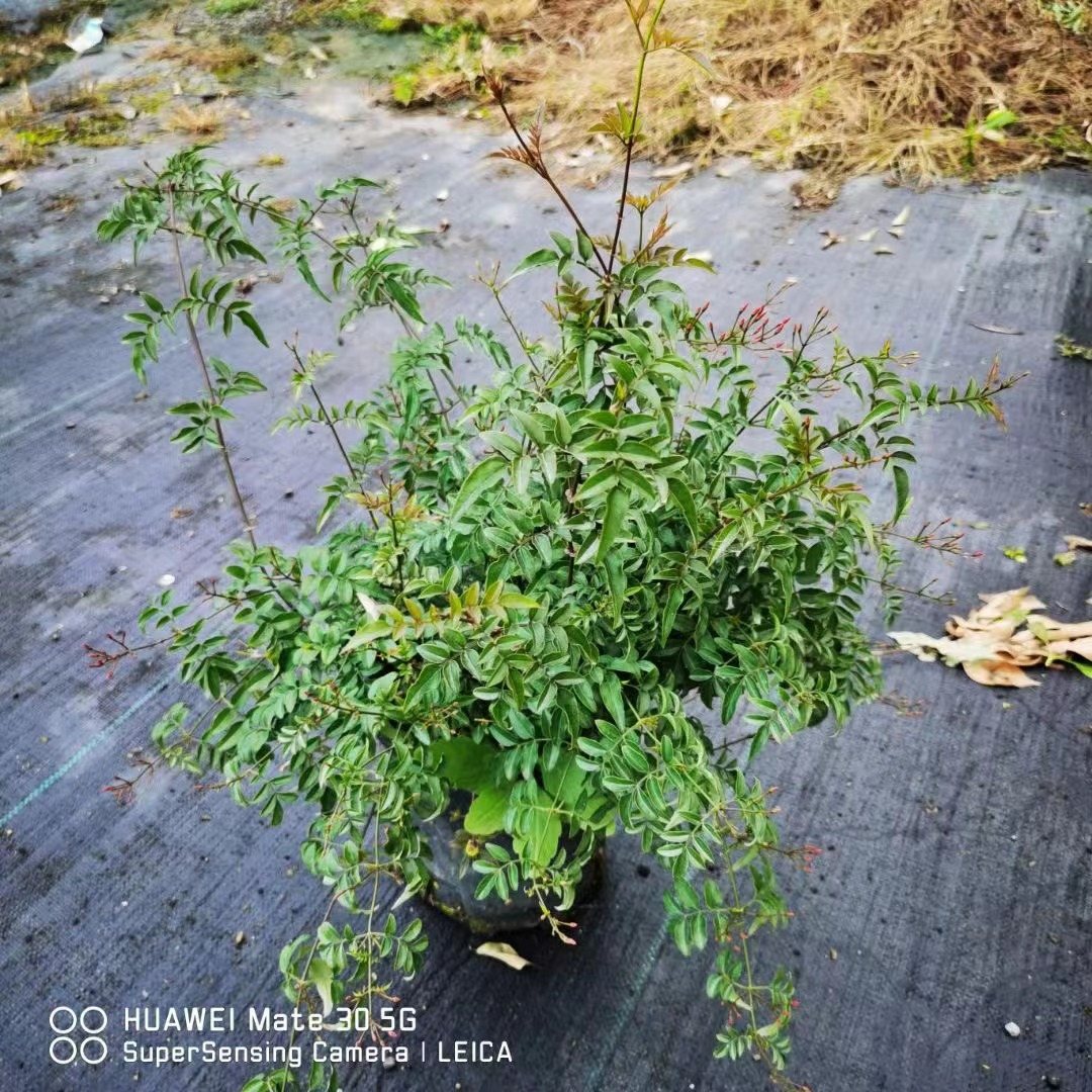 Jasminium polyanthum