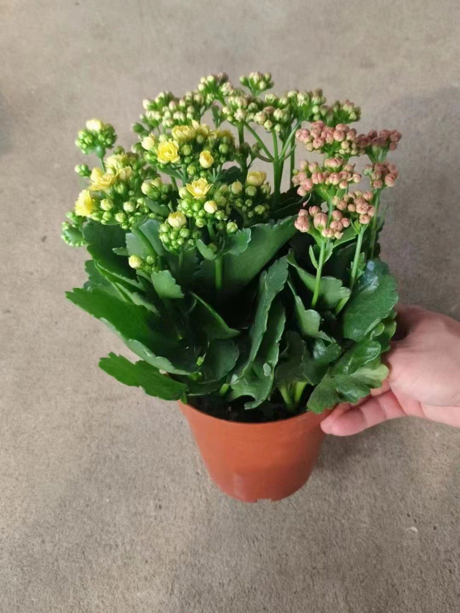 Kalanchoe blossfeldiana