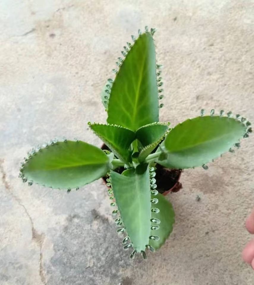 Kalanchoe daigremontiana