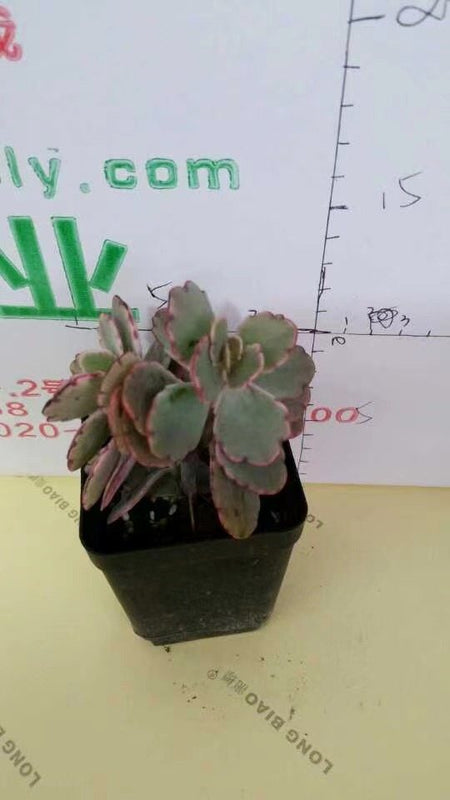 Kalanchoe fedtschinkoi
