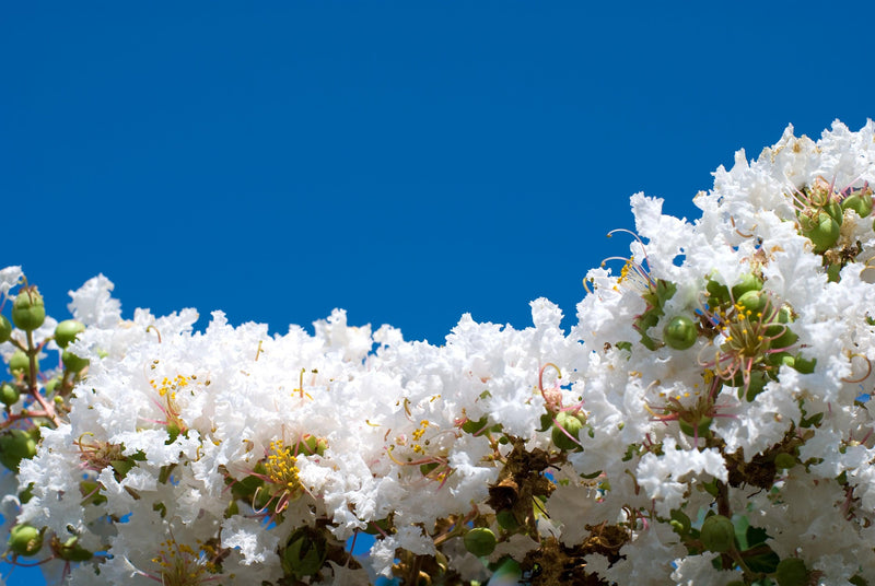 Lagerstroemia 'Diamonds in the Dark Pure White' - Diamonds in the Dark Pure White Crepe Myrtle