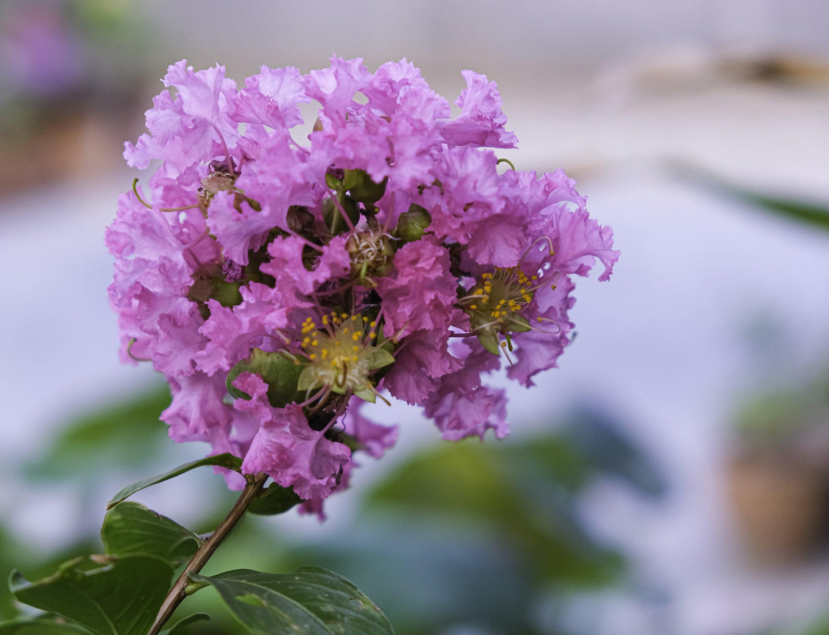 Diamonds in the Dark Purely Purple Crepe Myrtle - Lagerstroemia 'Diamonds in the Dark Purely Purple'