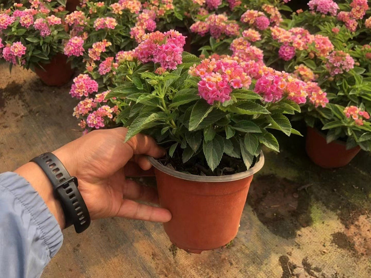 Lantana camara