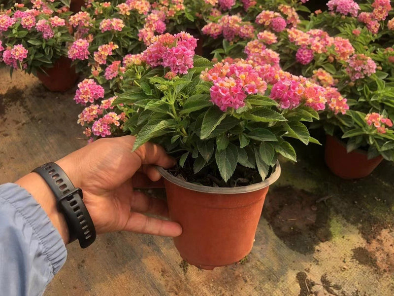 Lantana camara