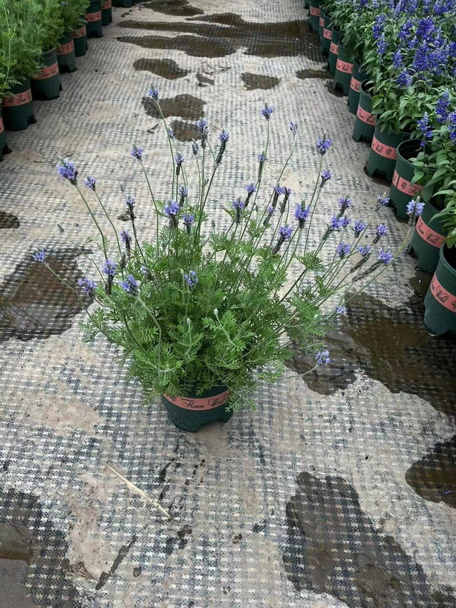 Lavandula angustifolia