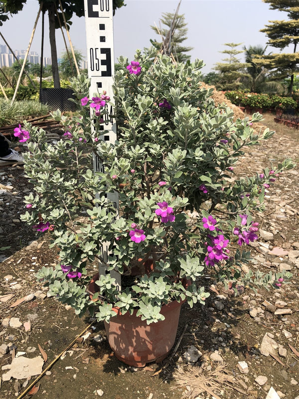 Leucophyllum frutescens