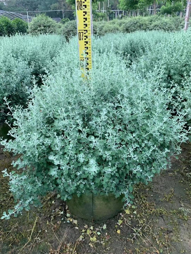 Leucophyllum langmaniae