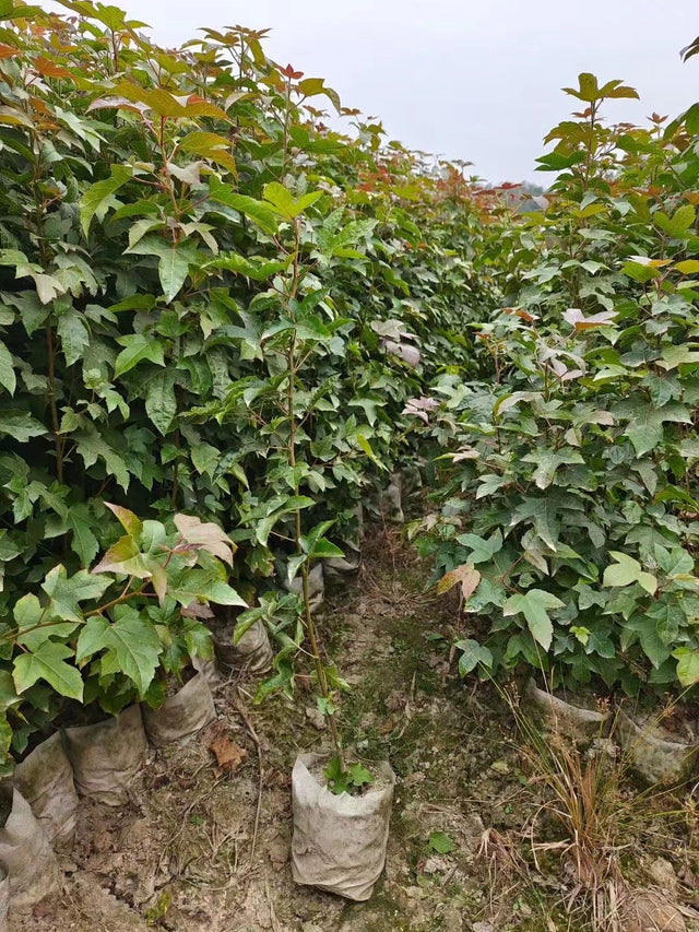 Liquidambar formosana