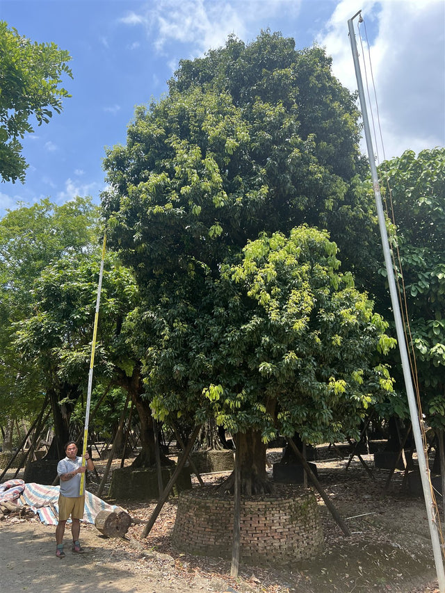 Litchi chinensis