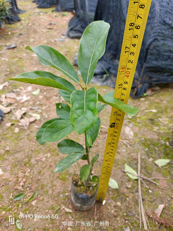 Litsea glutinosa