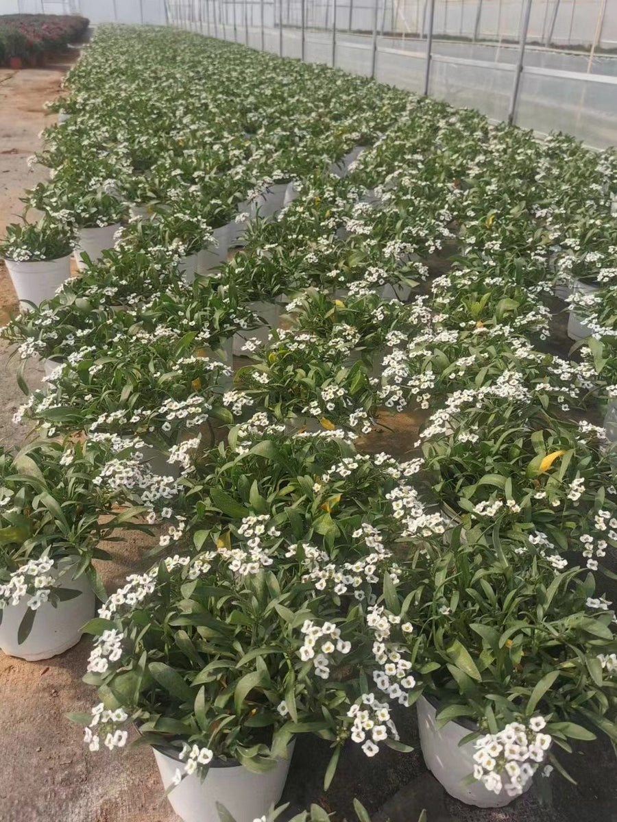 Lobularia maritima