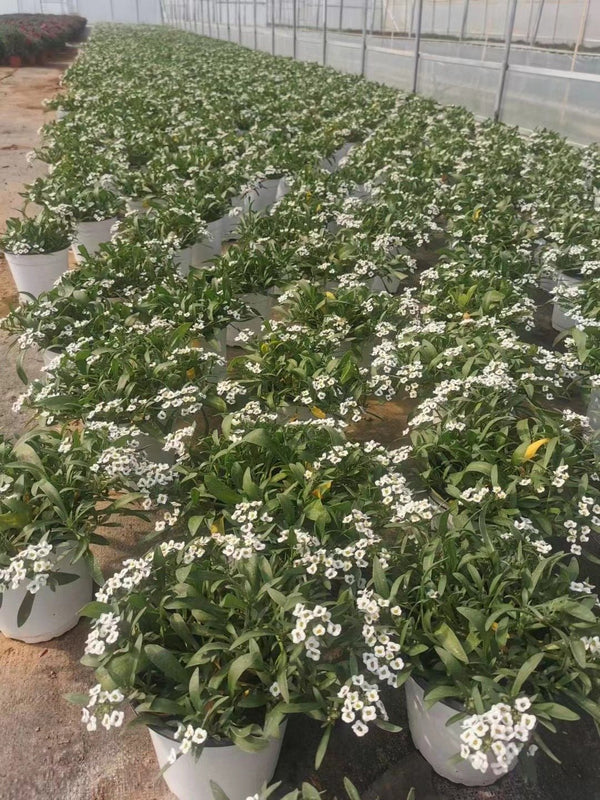 Lobularia maritima