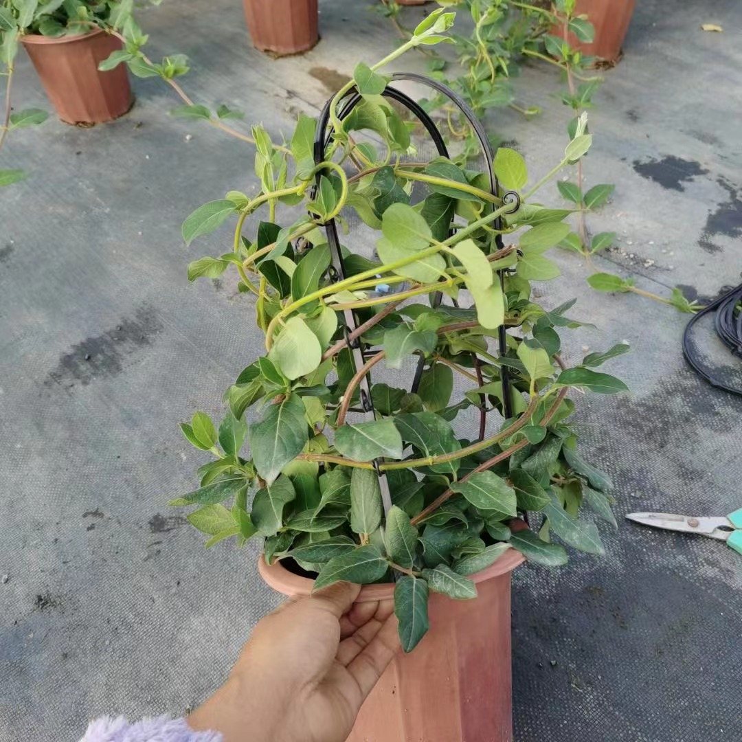 Lonicera japonica
