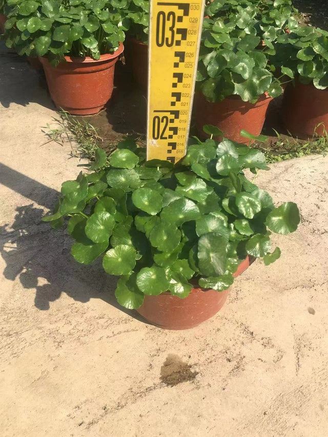 Lysimachera christinae