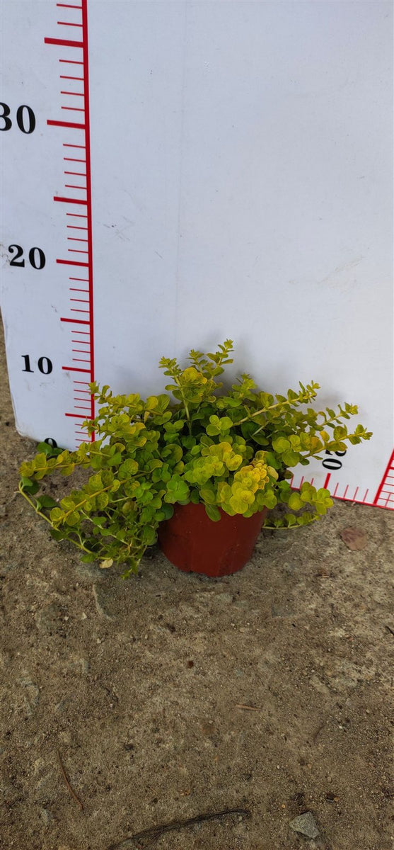 Lysimachera nummularia