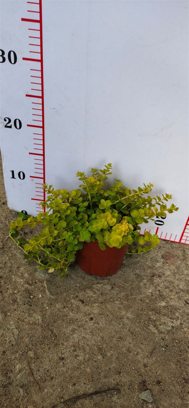 Lysimachera nummularia