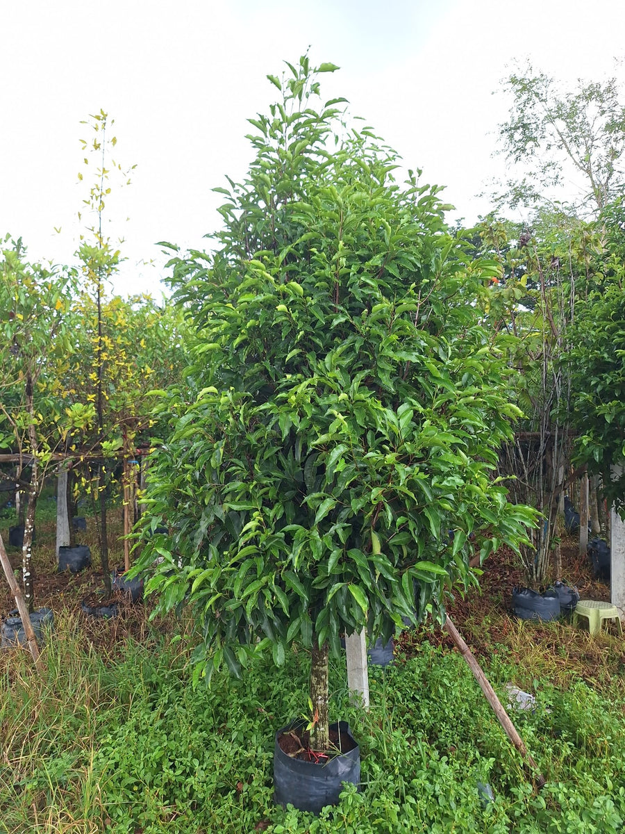Magnolia champaca (Michelia champaca) - Champak