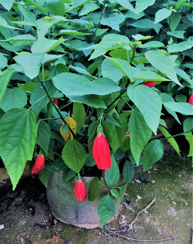 Malvaviscus arboreus