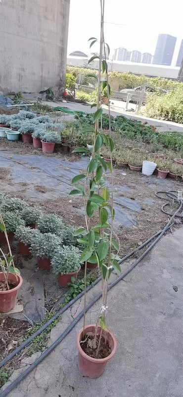 Mansoa alliacea