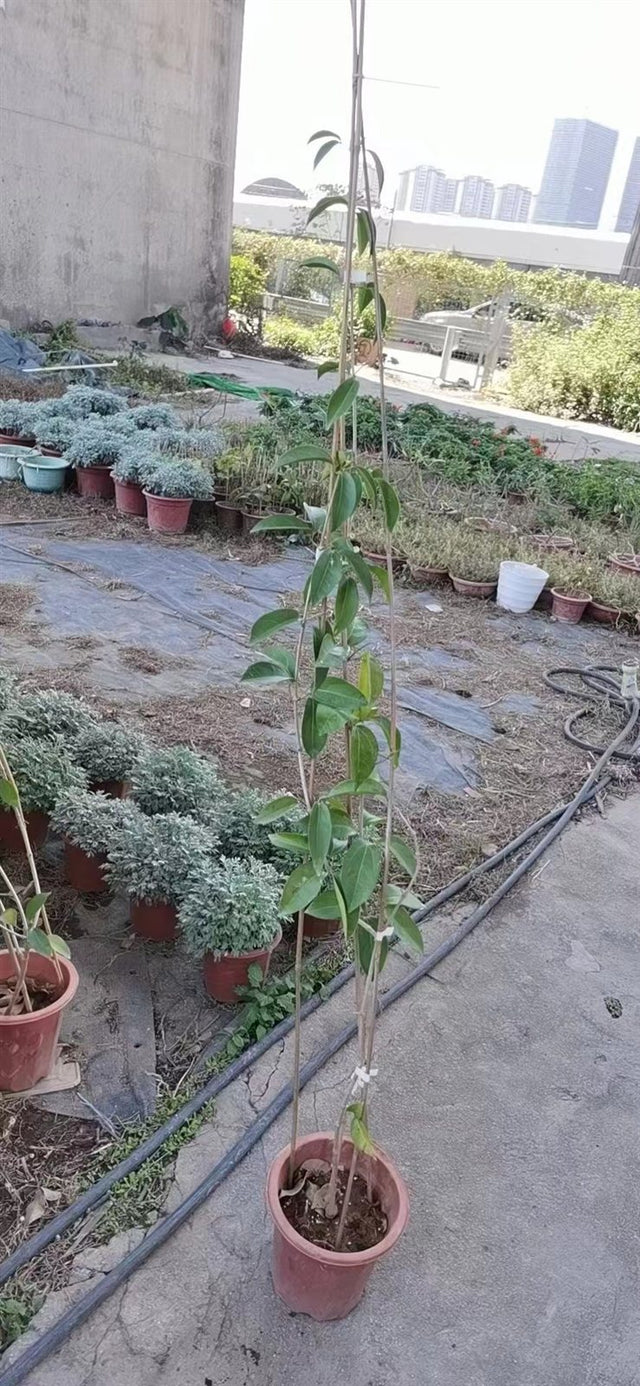 Mansoa alliacea