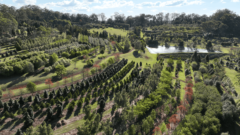 mature-trees-brisbane - Brisbane Plant Nursery