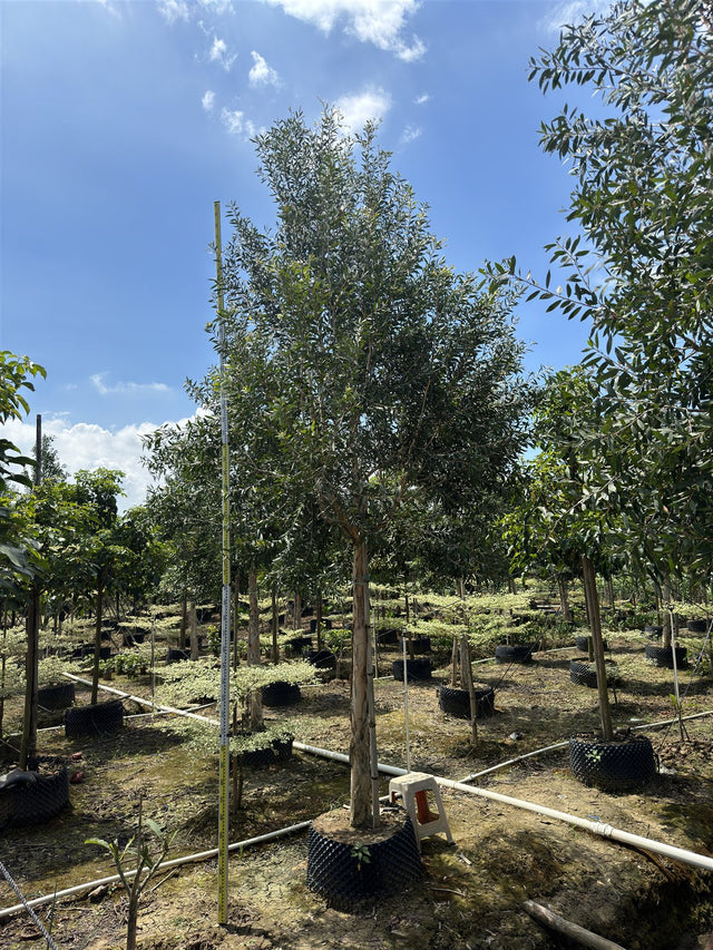 Melaleuca cajuputi
