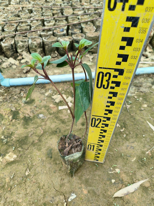 Melastoma malabathricum