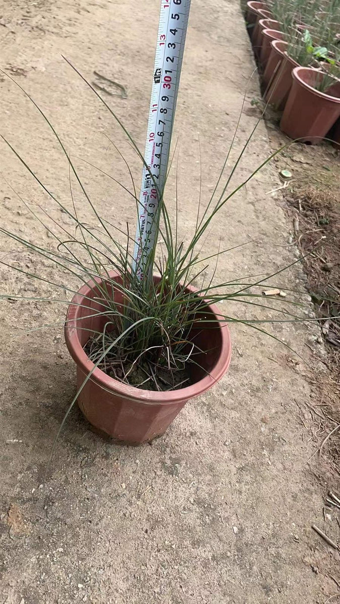 Miscanthus sinensis