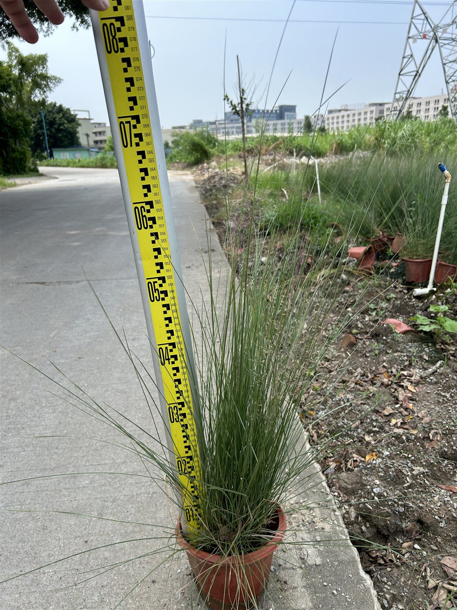 Muhlenbergia capillaris