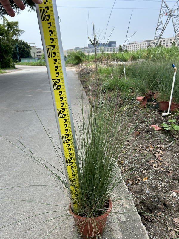 Muhlenbergia capillaris