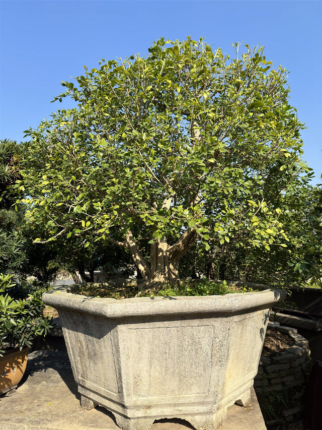 Murraya exotica