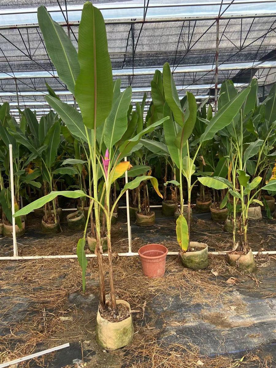 Musa acuminata