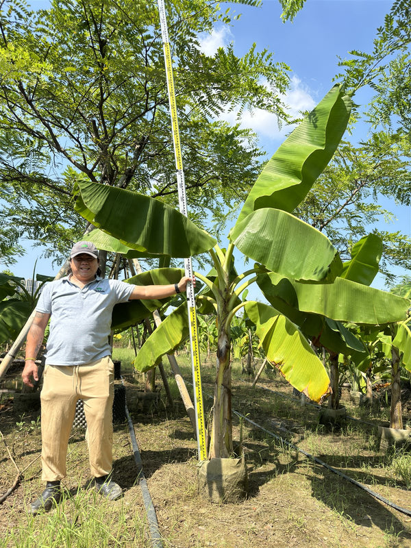 Musa nana