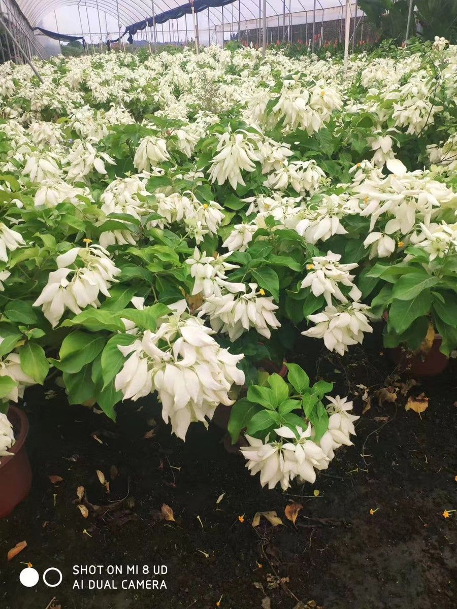 Mussaenda philippica