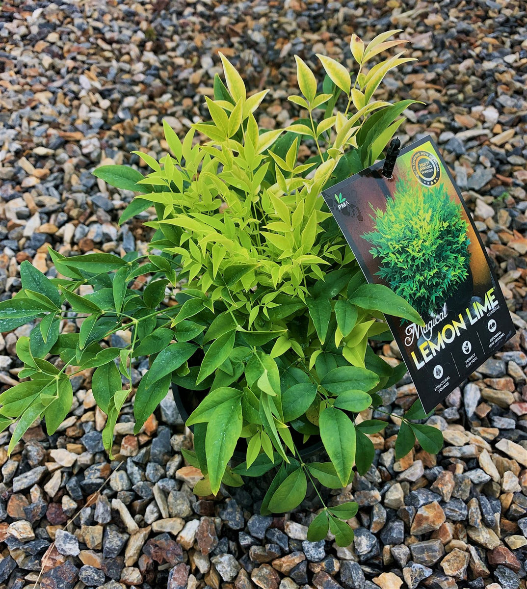 Nandina lemon