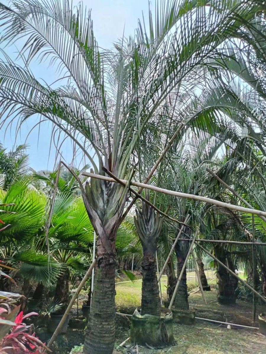 Neodypsis decaryi