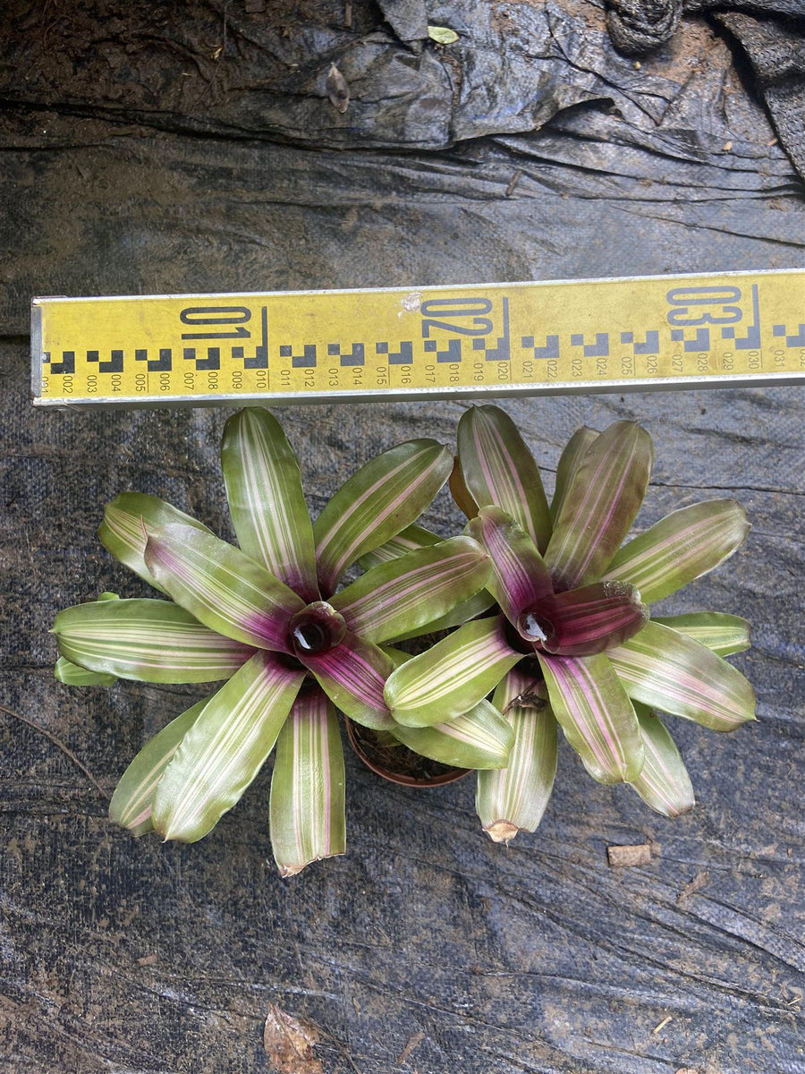 Neoreglia hybrids