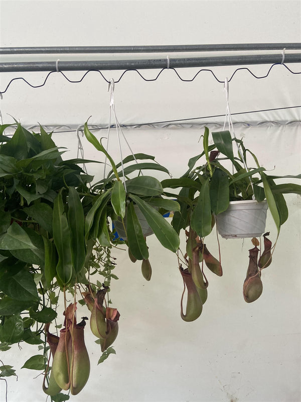 Nepenthes