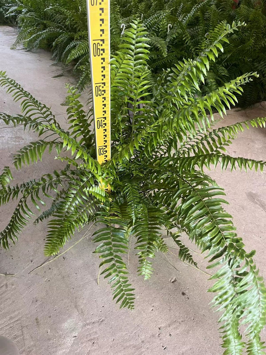 Nephrolepis biserrata