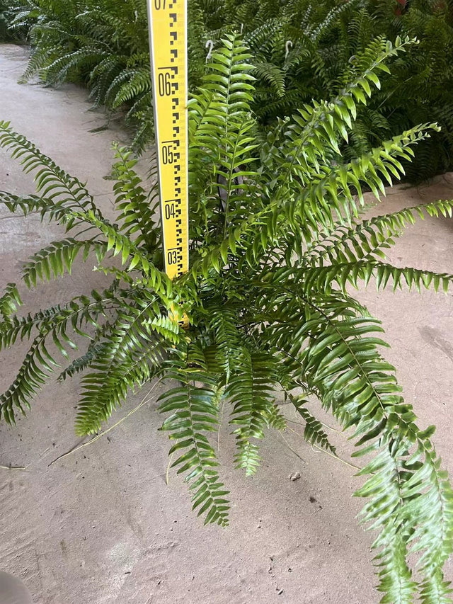 Nephrolepis biserrata