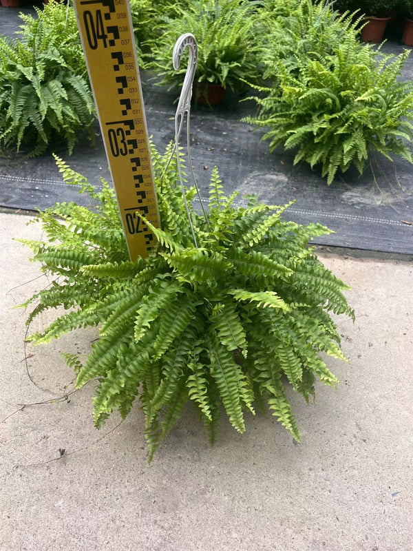 Nephrolepis exaltata